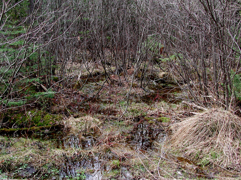 alders