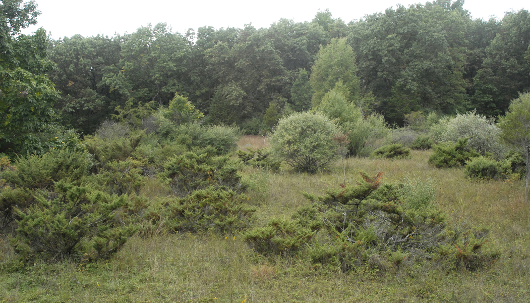 shrubby_field0041