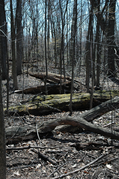 log_debris