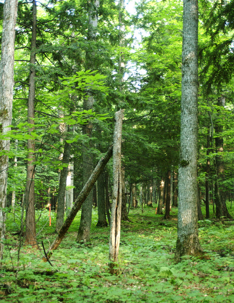 maples_hemlocks8462