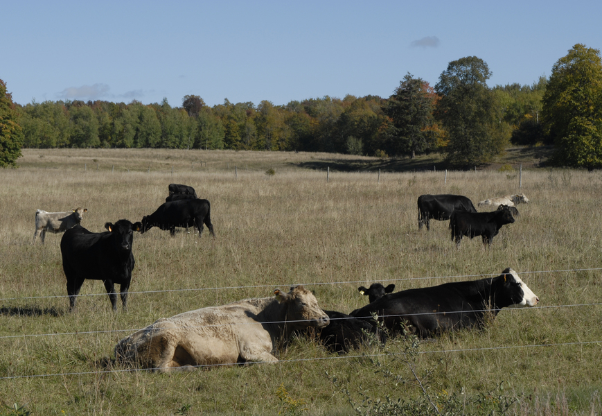 pasture0128