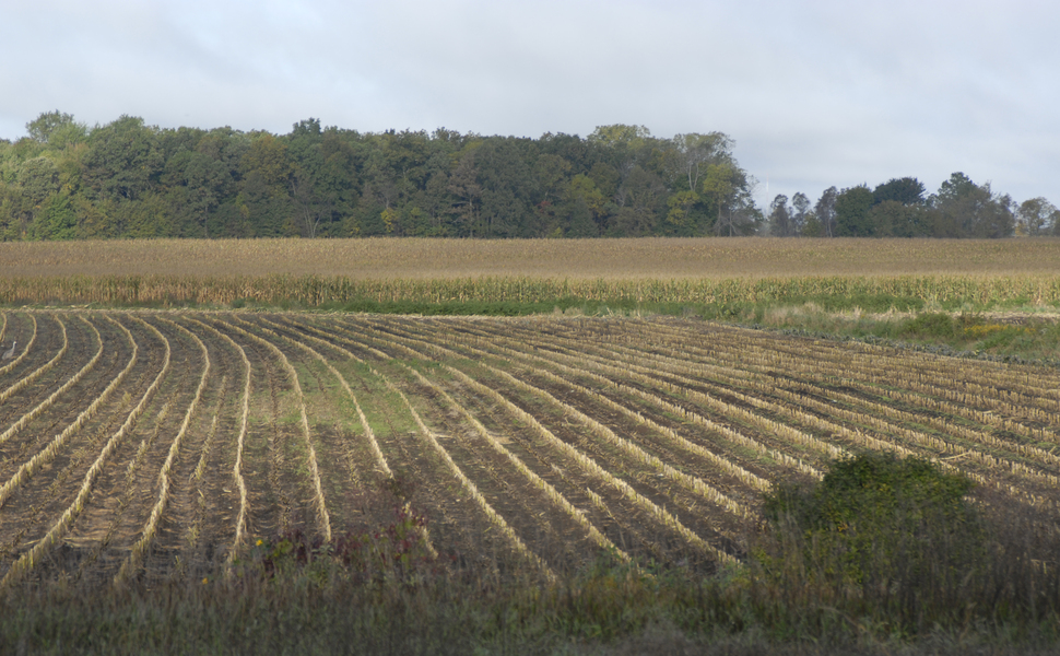 row_crop0008