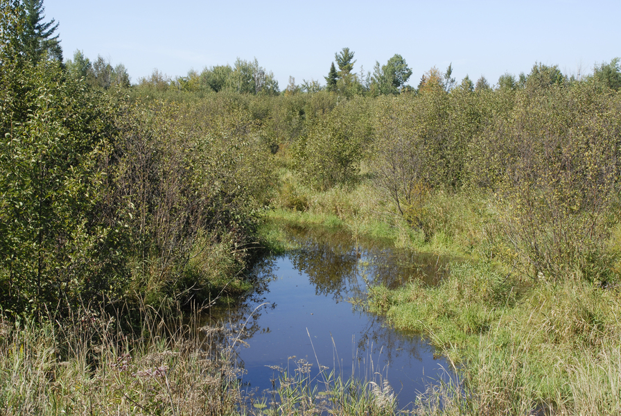 Dingman_marsh0014