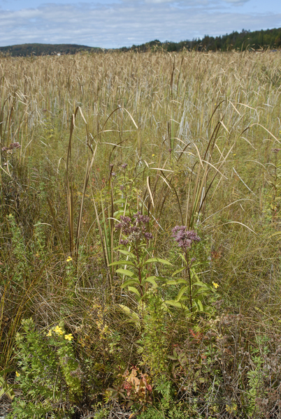 Grass_river0119