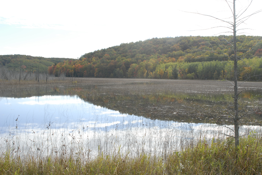 OBriens_pond0047