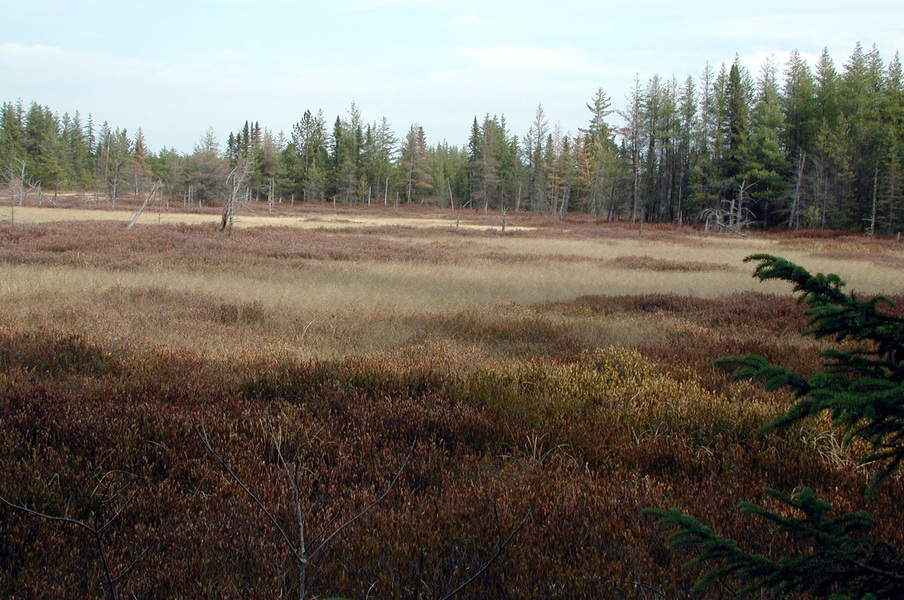 bog