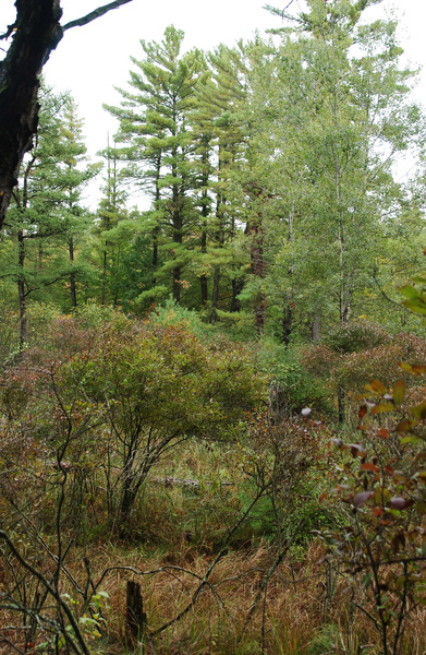 bog2