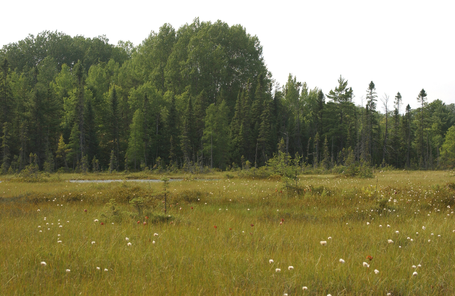 bog6066