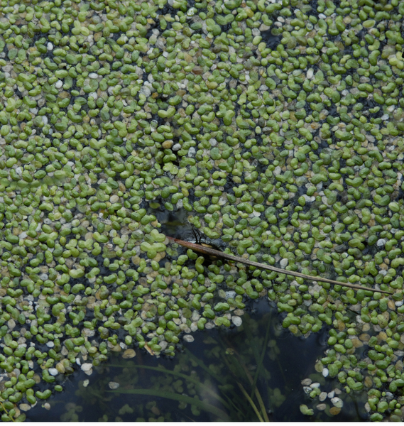 duckweed0054