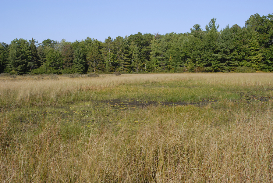 fen0061
