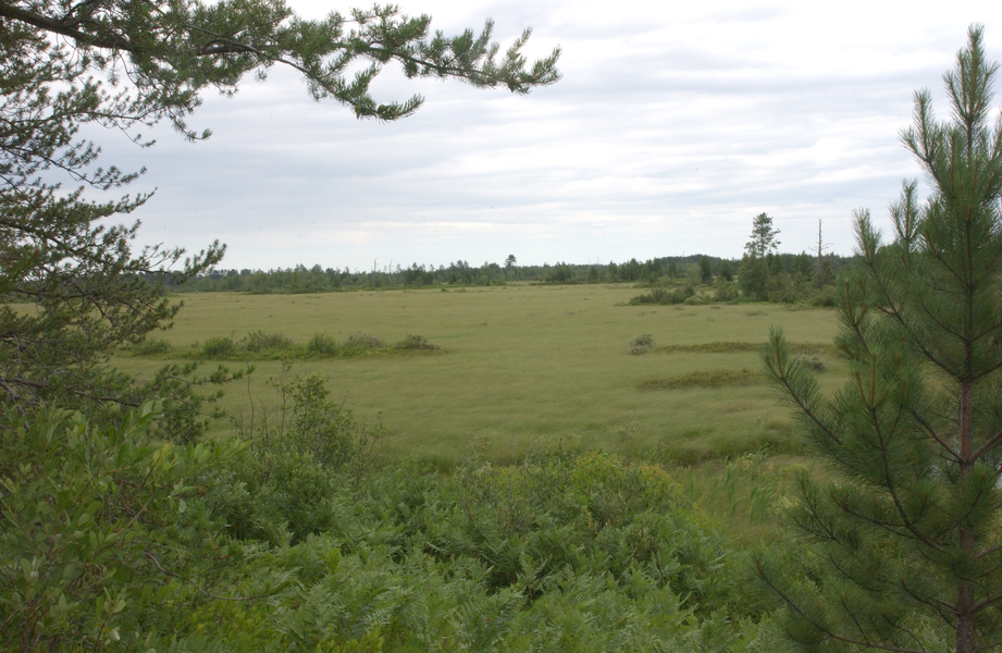 sedgemeadow1651