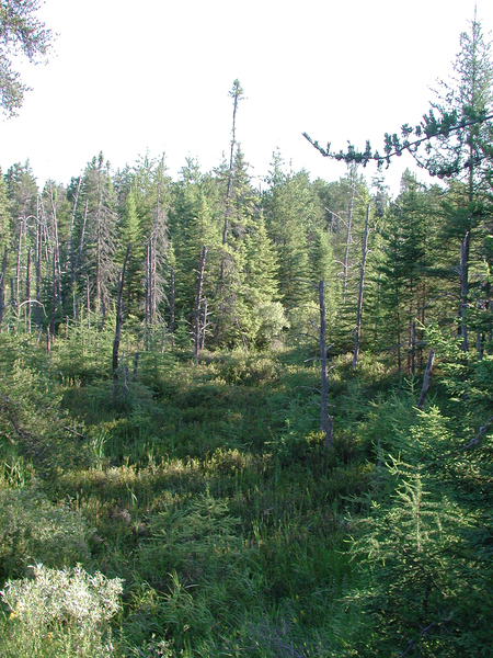seney2856