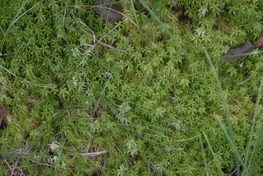 sphagnum0114