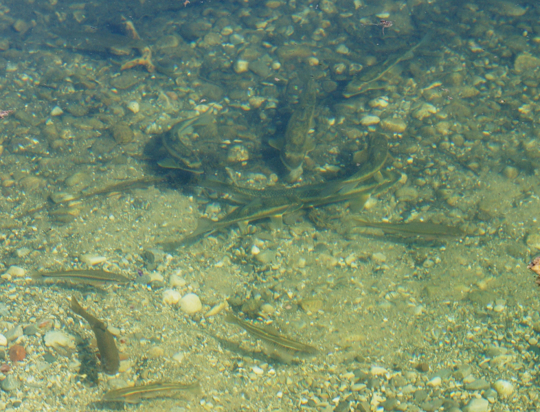 suckersDSC_7527