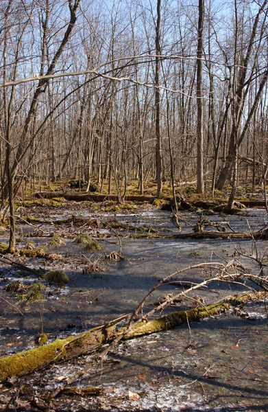 swamp2455