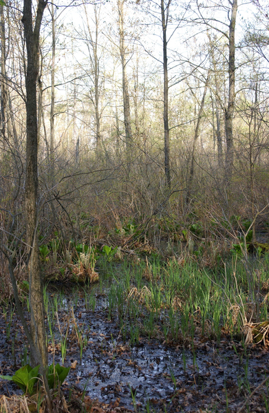 swamp9802