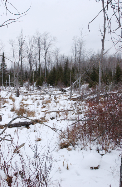 swamp_in_winter6395