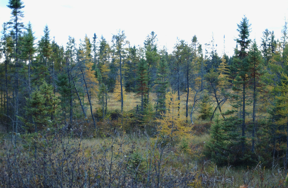 tamarack