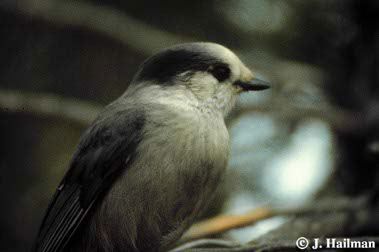 gray_jay