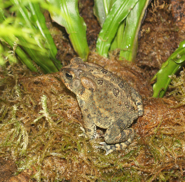 Bufofowleri1
