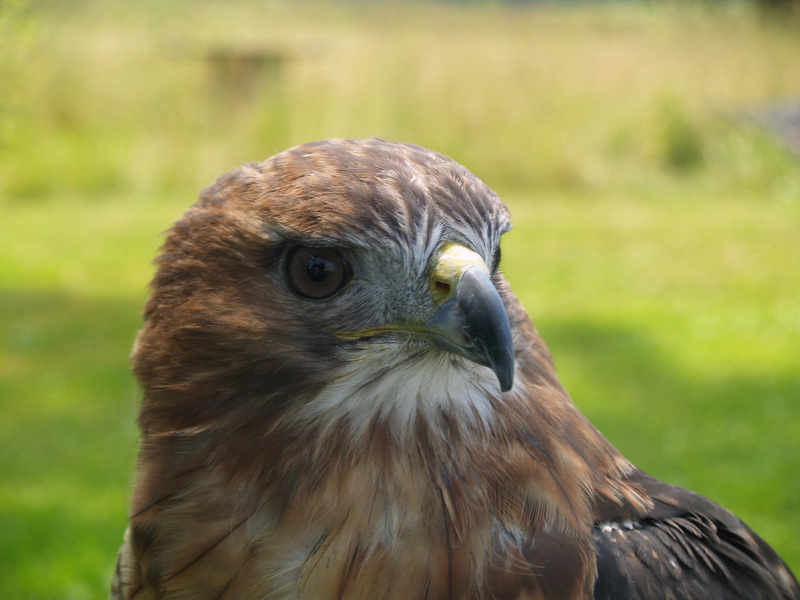 Buteo1