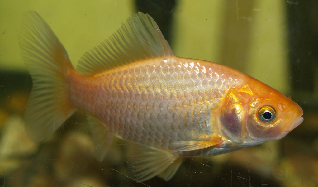 Carassius_auratus