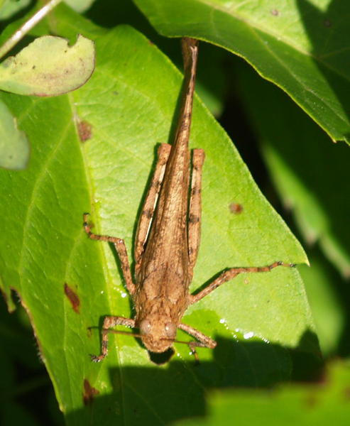 Dissosteiracarolina1