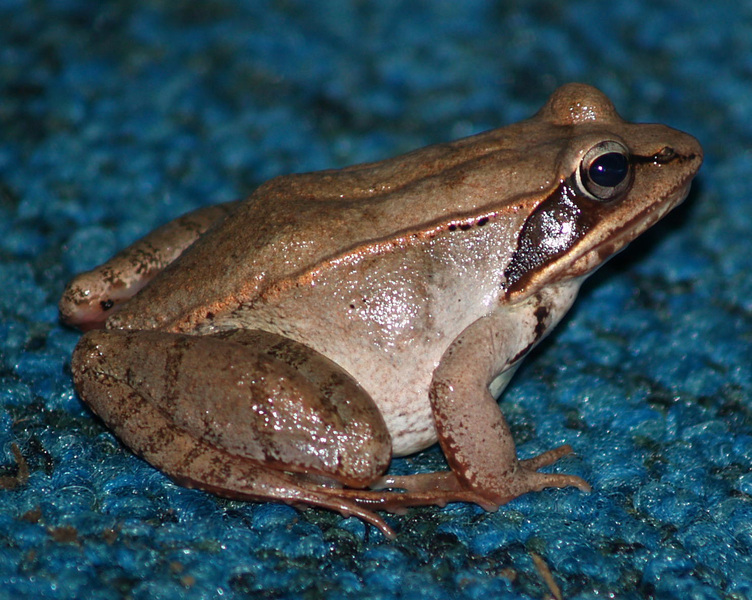 Rsylvaticafemale