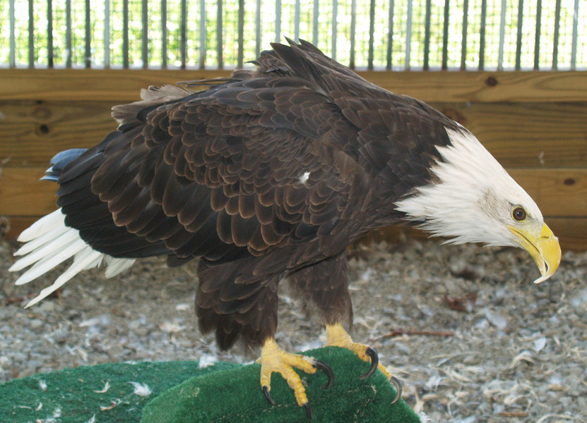 baldeagle1