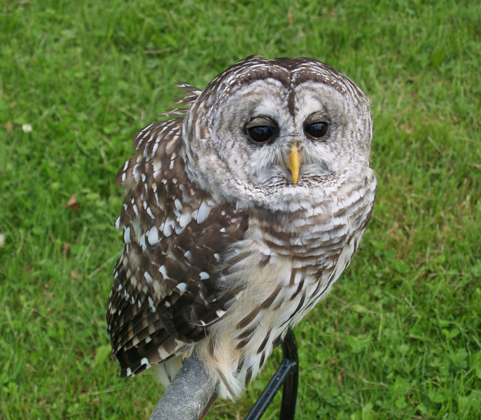 barredowl1