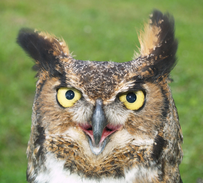 bubo1