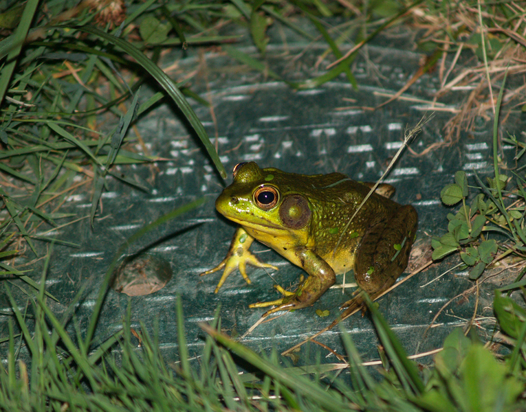 bullfrog1
