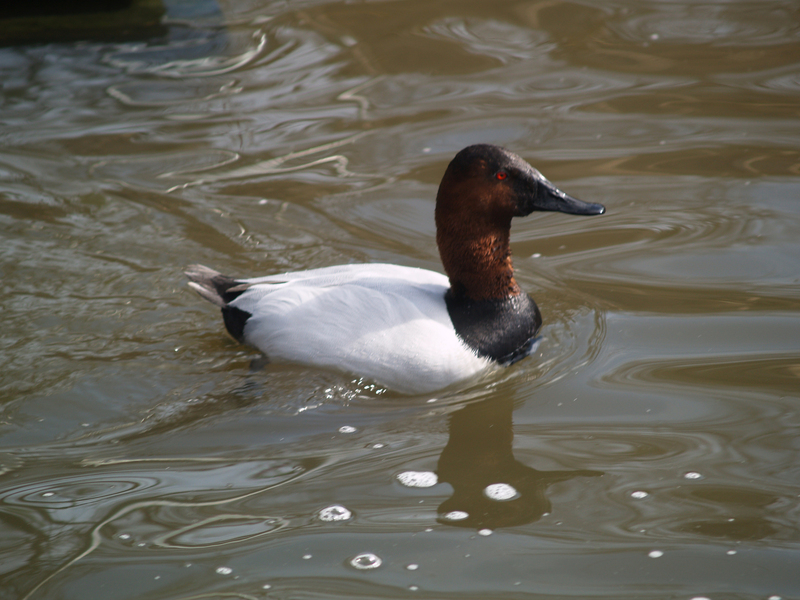 canvasback1