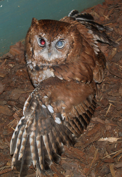 escreechowl2