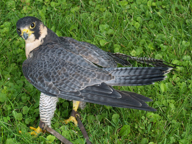 falcoperegrinus1