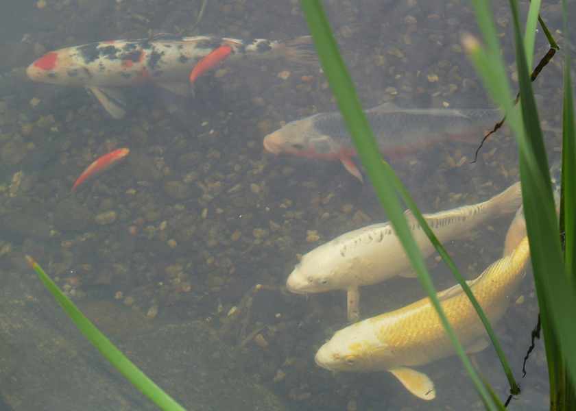 koi2