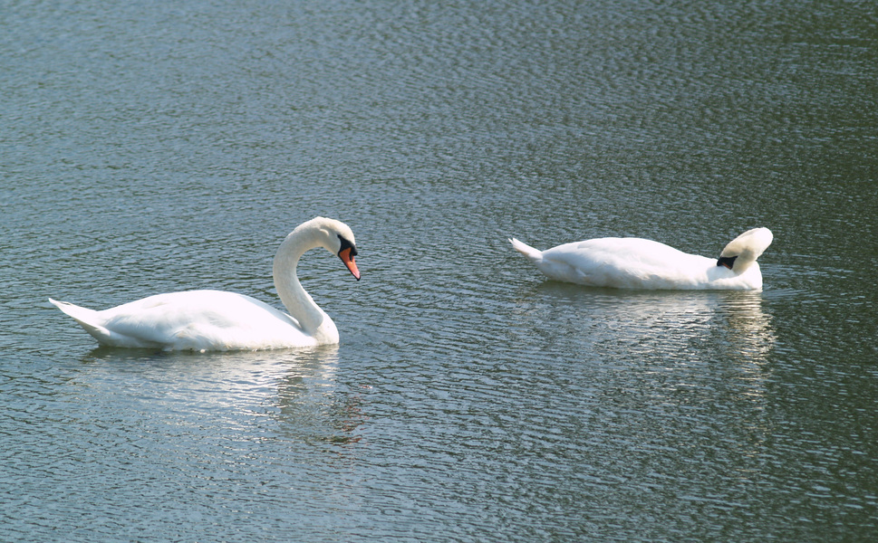 muteswans8