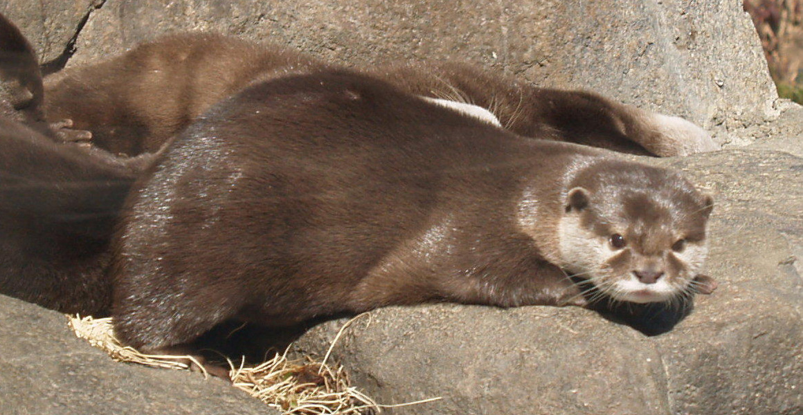 riverotter2