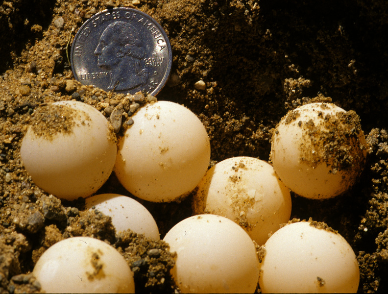 Apalone_spinifera_eggs