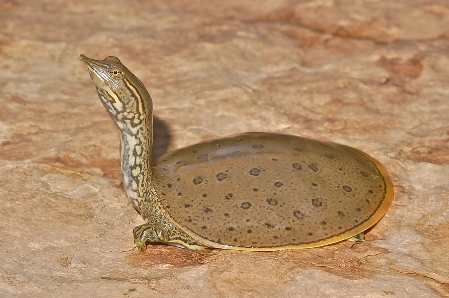 Apalonespinifera2