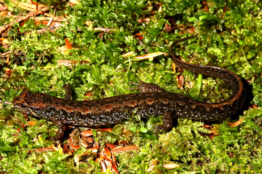 DesmogfuscMI