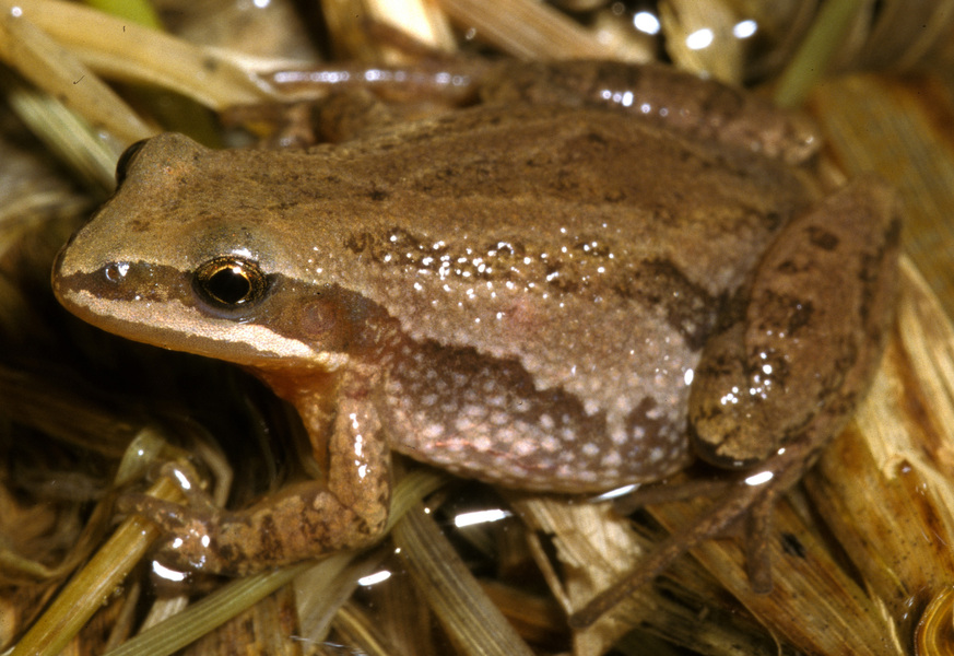 Pseudacris_triseriata