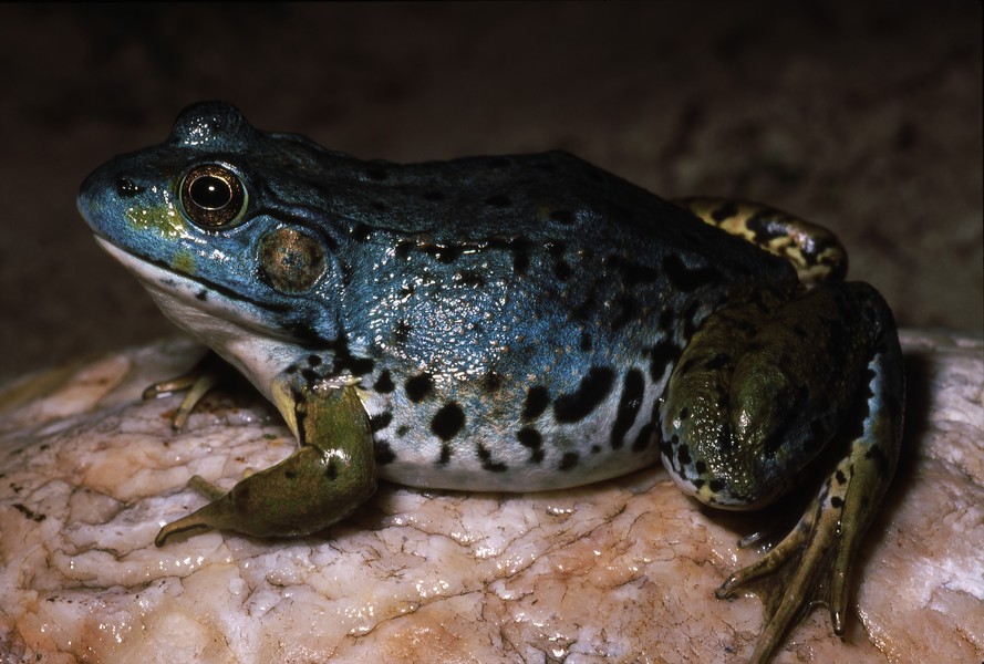 Rana_clamitans