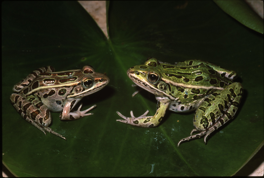 Rana_pipiens