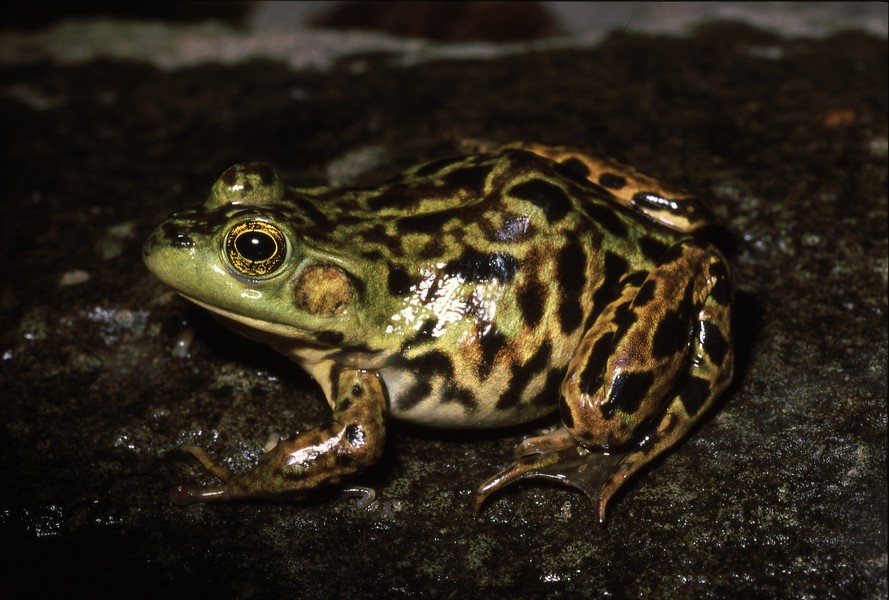 Rana_septentrionalis