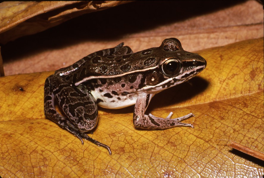 Rana_spenocephala