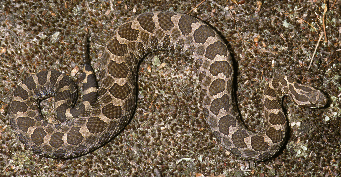 Sistrurus_catenatus2