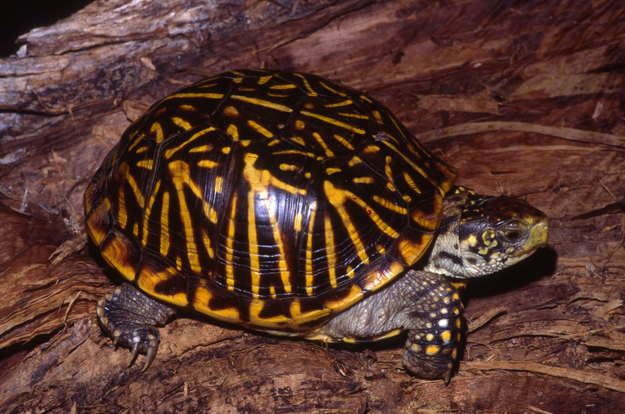 T.ornata