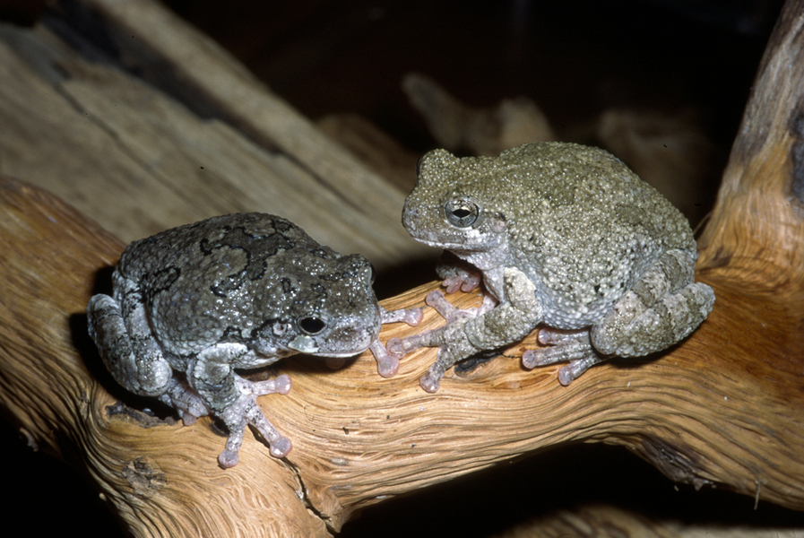 bothtreefrogs