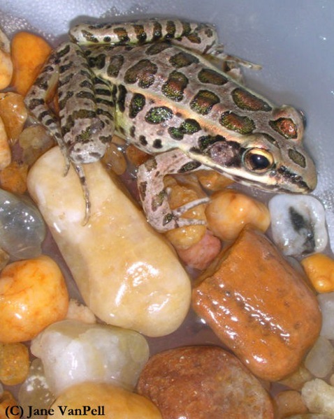 pickerel_frog